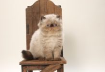 Il Gatto Himalayano 585 0 060 Gatto Himalayano